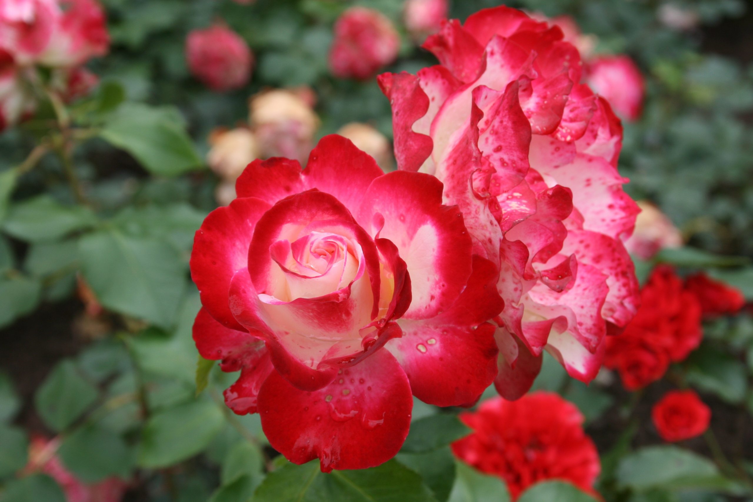 Il Roseto Comunale di Roma: Un’Antologia Botanica ai Piedi dell’Aventino