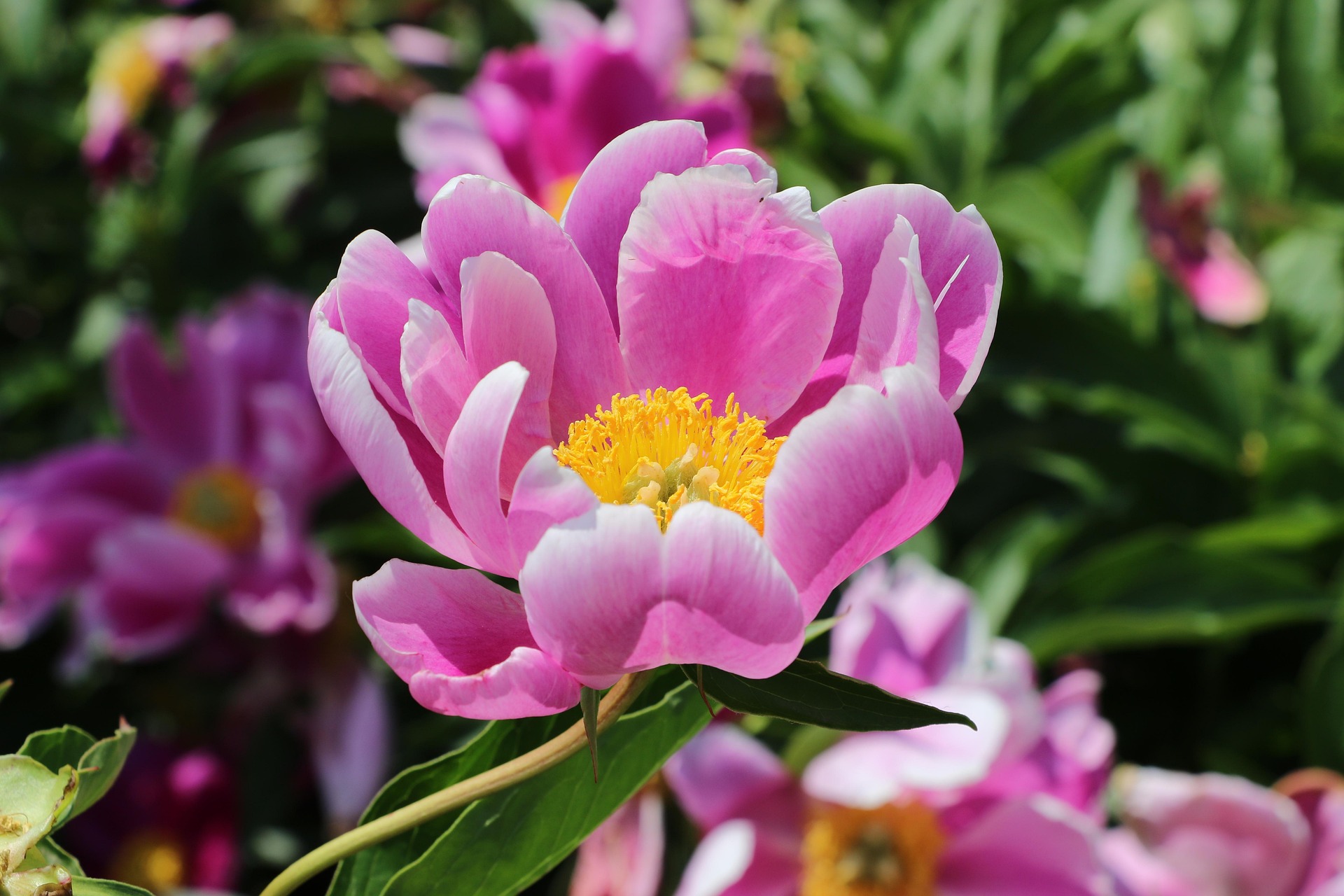 A Vitorchiano con le Peonie