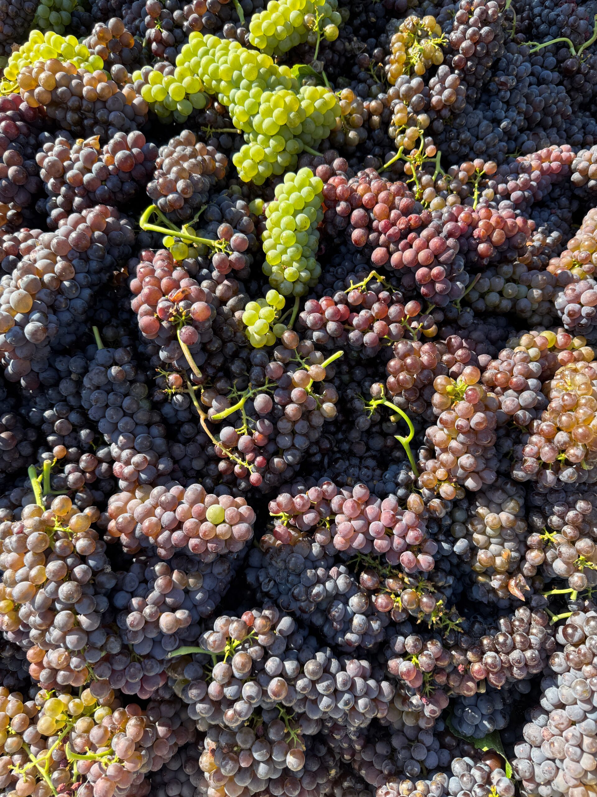 Vendemmia nel Lazio tra storia e sapori