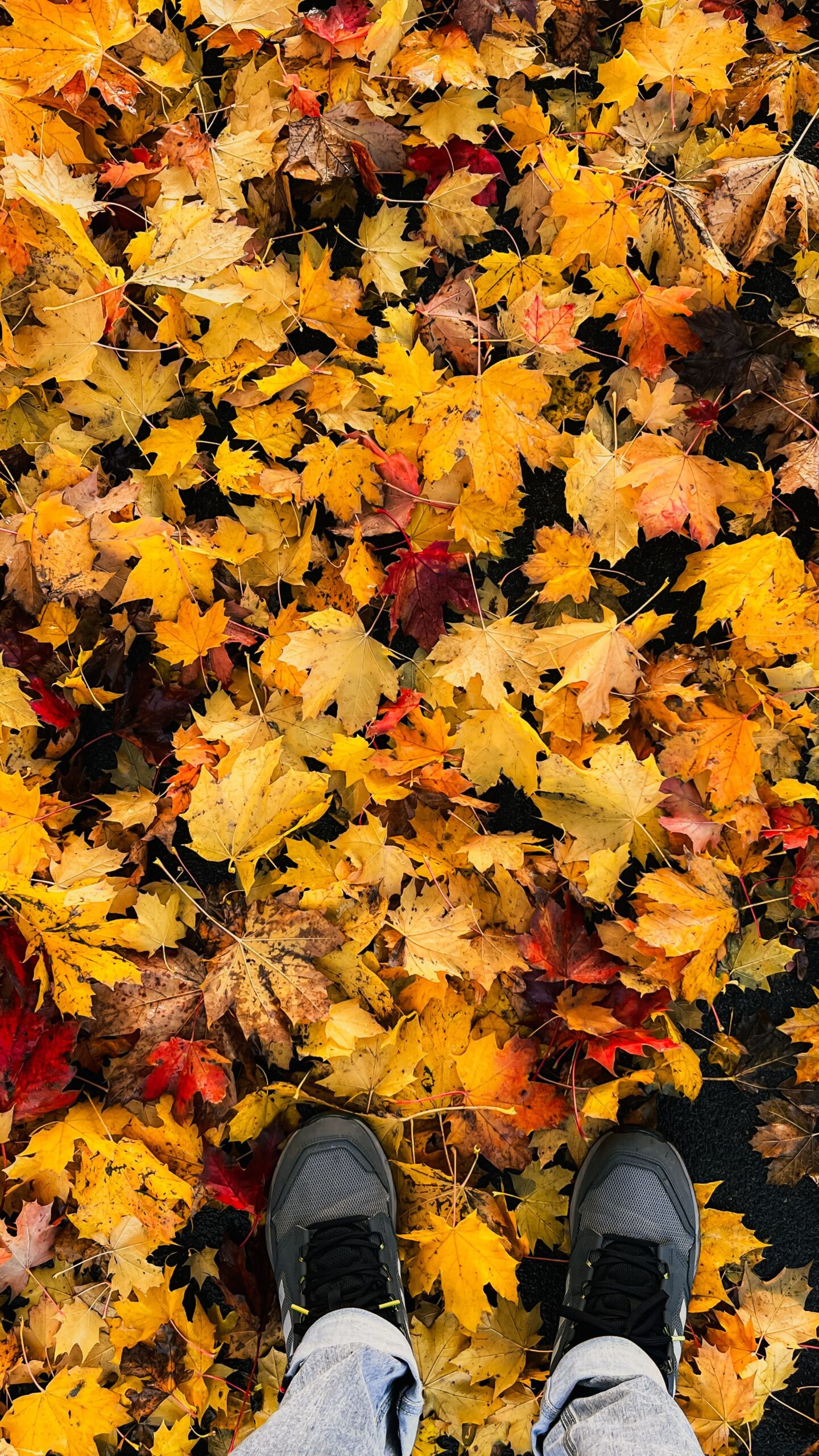 Cinema, mostre e passeggiate per scoprire il territorio in autunno