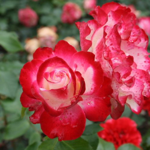 Il Roseto Comunale di Roma: Un’Antologia Botanica ai Piedi dell’Aventino