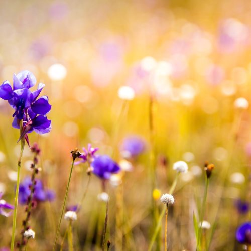 Il Borgo in Fiore 2026: Primavera e Tradizione a Caprile di Roccasecca