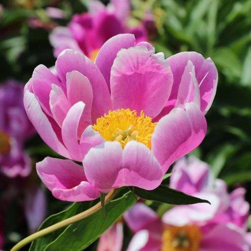 A Vitorchiano con le Peonie