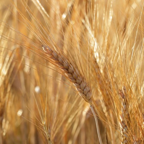 Il Grano d’Oro di Minturno