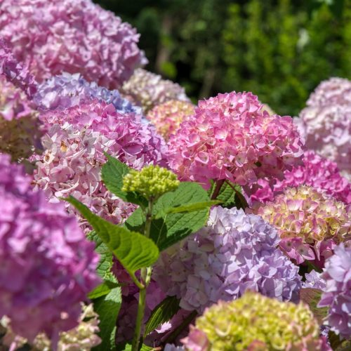 Il trionfo botanico sulle sponde del lago: torna a Bolsena la Festa delle Ortensie 2026