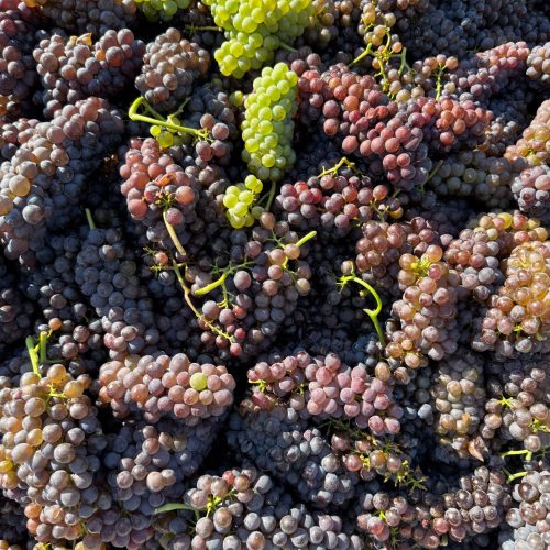 Vendemmia nel Lazio tra storia e sapori