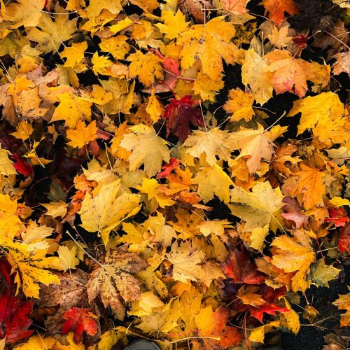 Cinema, mostre e passeggiate per scoprire il territorio in autunno