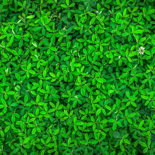 Lazio sempre più green